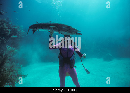 Le barracuda (Sphyraena barracuda) avec plongeur. Caraïbes. Banque D'Images