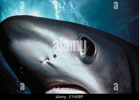 Le requin (Aliopa superciliosus), Cocos Island, 320 milles au large de Costa Rica - Océan Pacifique. Banque D'Images