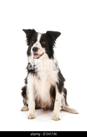 Border Collie isolé sur fond blanc Banque D'Images