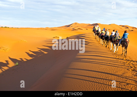 Caravanes de chameaux traversant les dunes de sable dans le désert du Sahara, le Maroc. Banque D'Images