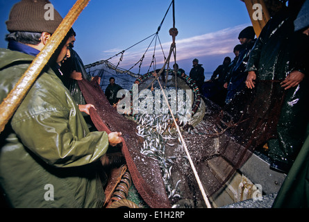 Bateau de pêche des senneurs tire filet plein de sardine (Sardina sp.), Agadir, Maroc - Océan Atlantique Banque D'Images