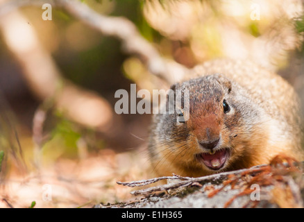 Marmotte à ventre jaune (Marmota flaviventris), glacier Kokanee, parc provincial de la région de Kootenay Nelson, Colombie-Britannique, Canada Banque D'Images