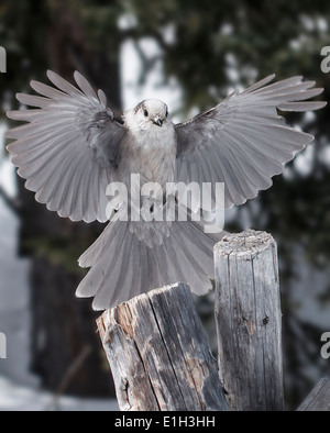 Perisoreus canadensis : Geai gris dans l'Okanagan Highlands en hiver, Penticton, Colombie-Britannique, Canada Banque D'Images