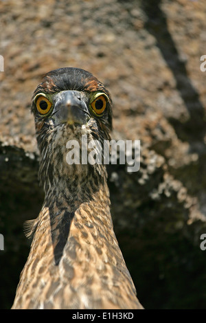 Héron juvénile (Butorides striata), îles Galapagos, Equateur Banque D'Images