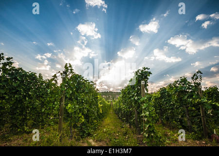 La lumière du soleil du matin sur pinot blanc le long de la vigne Naramata Bench, au sud de l'Okanagan, Naramata, British Columbia, Canada Banque D'Images