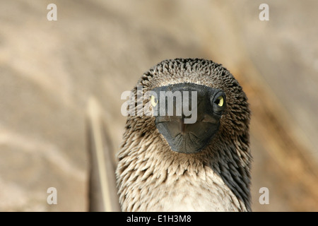 Fou à pieds bleus (Sula nebouxii), îles Galapagos, Equateur Banque D'Images