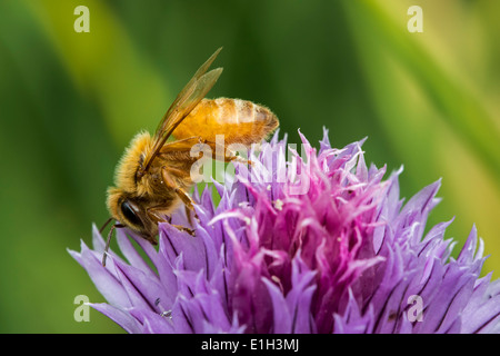 L'Italien Cordovan abeille (Apis mellifera ligustica), sous-espèce de l'ouest de l'abeille (Apis mellifera) la collecte de nectar Banque D'Images