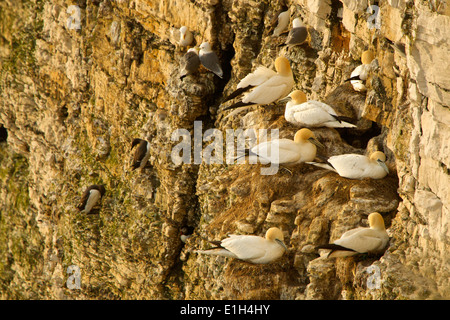 Bassan sur le côté de la falaise rocheuse, Yorkshire, Angleterre, de Bempton Banque D'Images