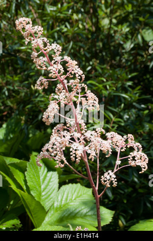 Rodgersia aesculifolia Banque D'Images