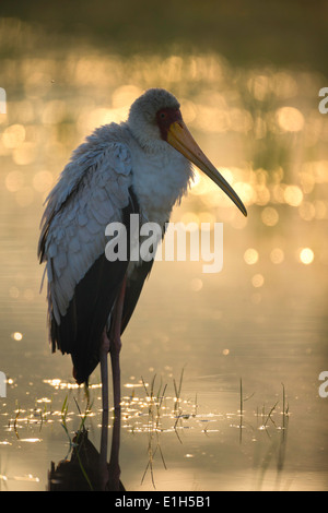 Portrait de Yellowbilled Stork à chercher de la nourriture, Parc national du lac Nakuru, Kenya, Africa Banque D'Images