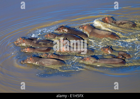 Vue aérienne de groupe d'hippopotame. (Hippopotamus amphibius) natation, Afrique du Sud Banque D'Images