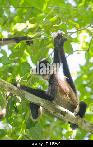 Singe araignée du Yucatan (Ateles geoffroyi yucatanensis), la Réserve de biosphère de Calakmul, péninsule du Yucatan, Mexique Banque D'Images