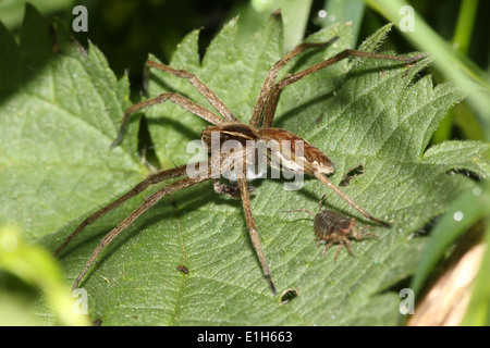 Spider web pépinière ou araignées (Pisaura mirabilis) transporter un sac d'oeufs Banque D'Images