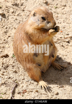 Matuyre Femme chien de prairie (Cynomys ludovicianus) debout sur ses pattes Banque D'Images