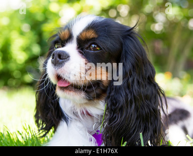 Portrait d'épagneul cavalier dans le jardin Banque D'Images