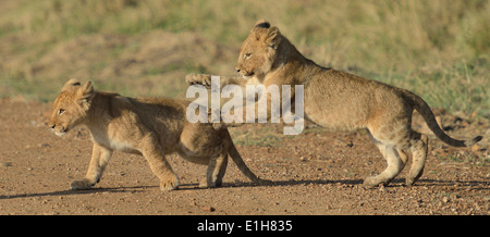 Deux Masai lion (Panthera leo) nubica oursons, Mara Triangle, Maasai Mara National Reserve, Kenya, Afrique, Narok Banque D'Images
