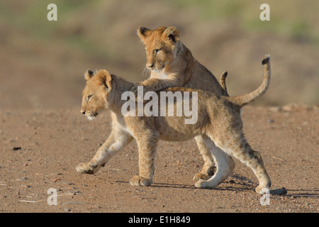 Deux Masai lion (Panthera leo) nubica Oursons jouant, Mara Triangle, Maasai Mara National Reserve, Kenya, Afrique, Narok Banque D'Images