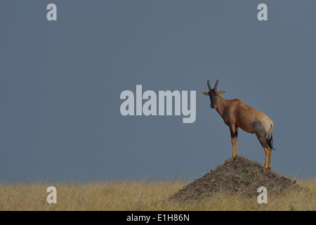 Topi (Damaliscus korrigum jimela) debout sur mound, Mara Triangle, Maasai Mara National Reserve, Kenya, Afrique, Narok Banque D'Images