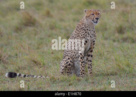Assis Guépard (Acinonyx jubatus raineyii ), Mara Triangle, Maasai Mara National Reserve, Kenya, Afrique, Narok Banque D'Images