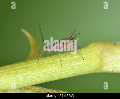 Rose - Pucerons Macrosiphum rosae Banque D'Images