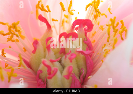 Close up de pétales rose fleur avec étamines rose et jaune Banque D'Images