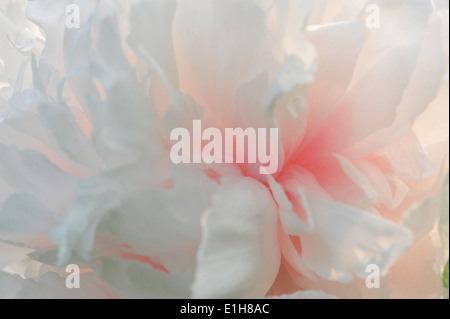 Close up of pink flowerhead pétales Banque D'Images