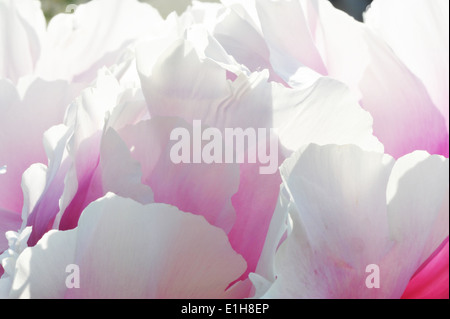 Close up de pétales roses et blanches flowerhead Banque D'Images