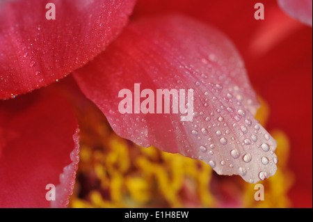 La macro photographie de pétales rose fleur avec gouttes de rosée Banque D'Images