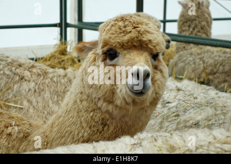 Gros plan d'un alpaga pris au Royal Bath and West Show, Shepton Mallet, Somerset, Angleterre, Royaume-Uni Banque D'Images