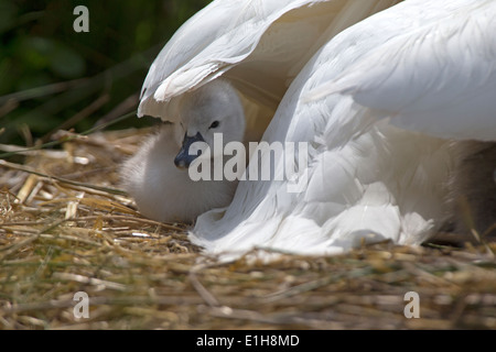 Cygne tuberculé Cygnus olor, cygnet sur le nid, sous l'aile des mères Banque D'Images