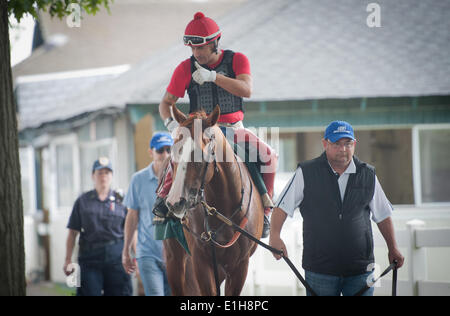 Elmont, New York, USA. 4 juin, 2014. Kentucky Derby et Preakness, CHROME gagnant Californie formé par Sherman Art, avec l'exercice rider Willie Delgado et dirigé par formateur assistant Alan Sherman, promenades à sa grange à Belmont Park Le mercredi 4 juin 2014 à venir de ce 146e Samedi Belmont Stakes. Credit : Bryan Smith/ZUMAPRESS.com/Alamy Live News Banque D'Images