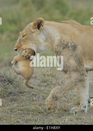 Lionne Masai (Panthera leo nubica) réalisation cub dans sa bouche, Mara Triangle, Maasai Mara National Reserve, Kenya, Afrique, Narok Banque D'Images