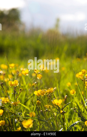 Prairie en fleurs renoncules au printemps en Finlande Banque D'Images