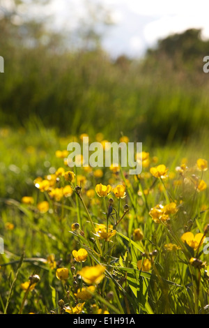 Prairie en fleurs renoncules au printemps en Finlande Banque D'Images