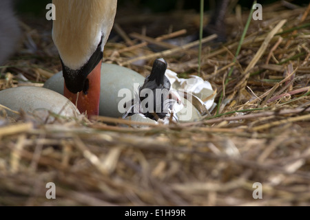 Cygne muet, Cygnus olor cygnet de son oeuf Banque D'Images