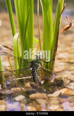 Anax imperator. L'Empereur libellule femelle en ponte dans un étang nouvellement créé. Banque D'Images