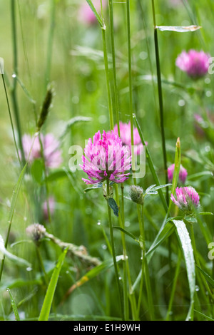 Trifolium pratense. Le trèfle rouge dans une prairie de fleurs sauvages. Banque D'Images