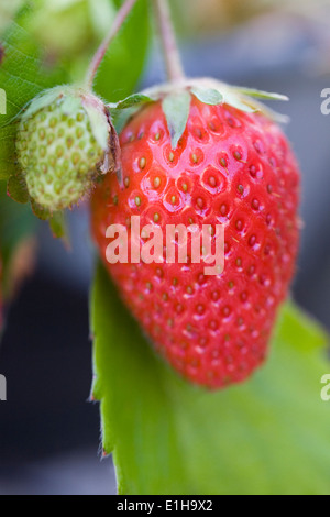 Close up de maturation des fraises. Banque D'Images