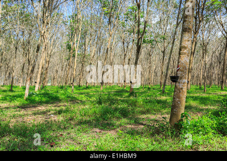 La plantation d'arbres de caoutchouc avec des rangées d'arbres cultivés à Phuket, Thaïlande Banque D'Images