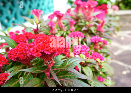 Celosia argentea rouge , Cockscomb ou fleur de laine chinois dans le jardin. Banque D'Images