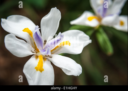 De belles fleurs Iris papillon. Cette ravissante Fleur est connu sous de nombreux noms. Banque D'Images