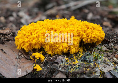 Oeufs brouillés-Chien vomit ou Slime Slime Mold (Fuligo septica), Hesse, Allemagne Banque D'Images