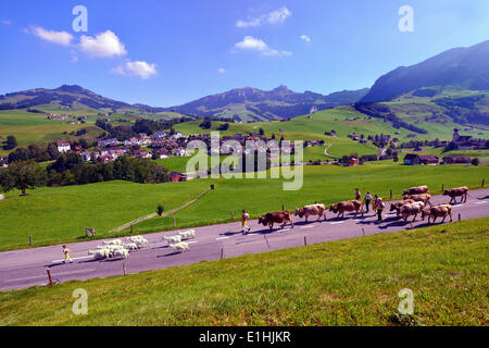 Les agriculteurs en réduisant les bovins et les chèvres des alpes, près de Lucerne, Hoher Kasten mountain à l'arrière, canton Appenzell Banque D'Images