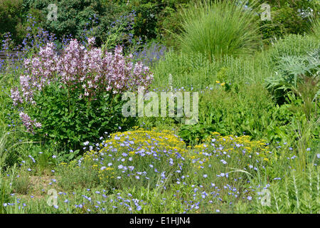 Lit avec Burning Bush (Dictamnus albus), Berggarten, Herrenhausen, Hanovre, Basse-Saxe, Allemagne Banque D'Images