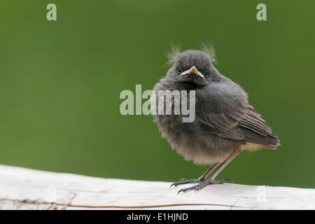 Rougequeue noir (Phoenicurus ochruros), jeune oiseau, Tyrol, Autriche Banque D'Images