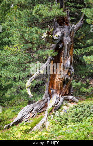 Pin (Pinus cembra) dans la forêt de pins Dieu Tamangur, Val S-charl, Parc National Suisse, Grisons, Suisse Banque D'Images