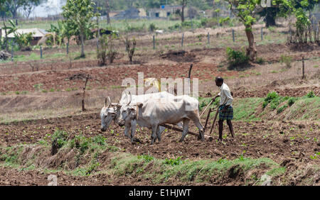 Indian farmer ploughing field avec paires de boeufs, Parc National de Nagarhole, Karnataka, Inde Banque D'Images