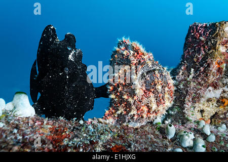 Deux poissons grenouille ou de Commerson (Antennarius commersonii poisson grenouille géant), Sabang Beach, Puerto Galera, l'île de Mindoro, Philippines Banque D'Images