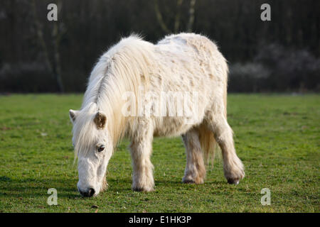 White mini poney Shetland, Schleswig-Holstein, Allemagne Banque D'Images