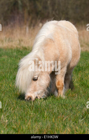 Mini poney Shetland, Schleswig-Holstein, Allemagne Banque D'Images